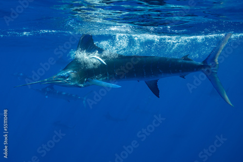 Marlins hunting on sardines or makerels in Baja California Sur © Subphoto