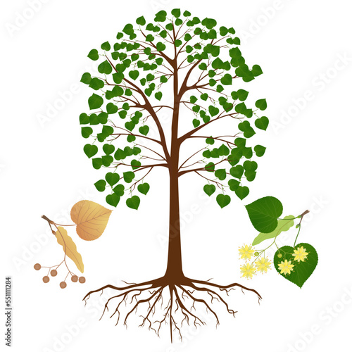 Linden tree with flowers and fruits on a white.
