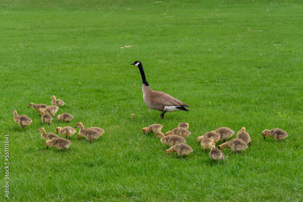 Canada Goose And Goslings In The Grass In Spring Canada Goose And Goslings In The Grass In Spring