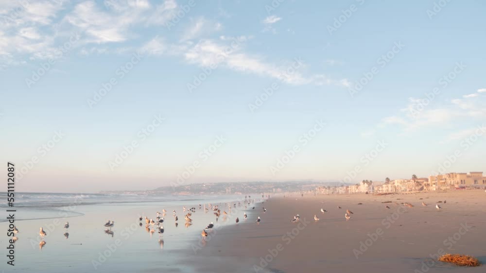 Seagull birds by ocean water on beach, sea waves at sunset in California, USA. Flock or colony of avian on coast littoral sand of pacific shore, many sea gulls and seascape at sundown on Mission beach Seagull birds by ocean water on beach, sea waves at sunset in California, USA. Flock or colony of avian on coast littoral sand of pacific shore, many sea gulls and seascape at sundown on Mission beach