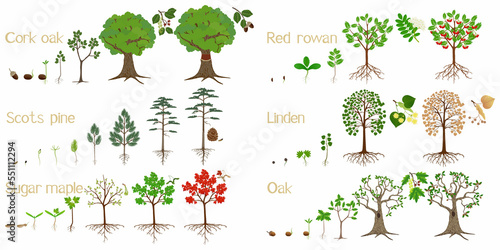 Set of forest tree growth cycles on a white background.
