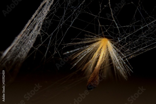 Fotografija Dandelion pappus on a cobweb on a blurred dark background