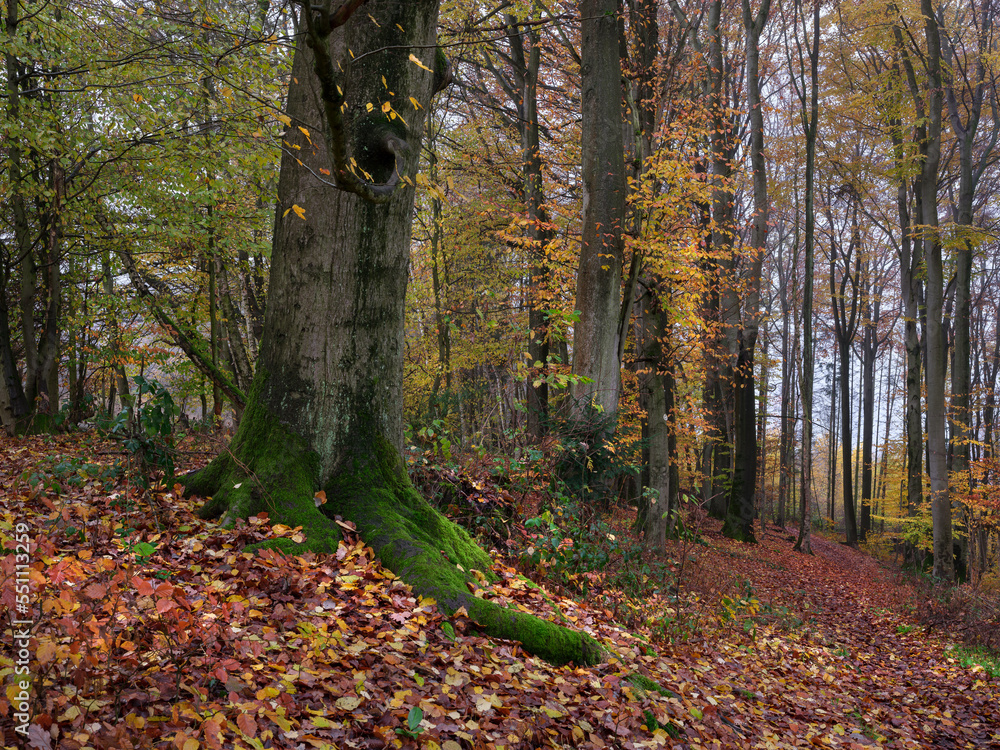 Wald Forst Nebel Herbst Wald Forst Nebel Herbst