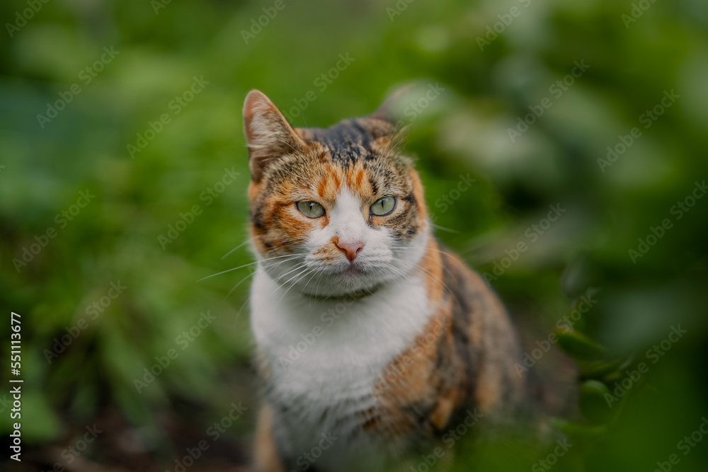 wild brown tabby cat with green eyes in the garden close up