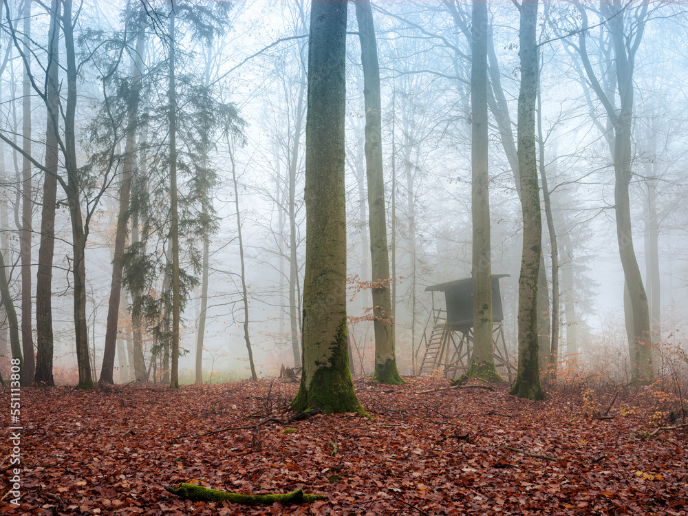 Wald Forst Nebel Herbst Wald Forst Nebel Herbst