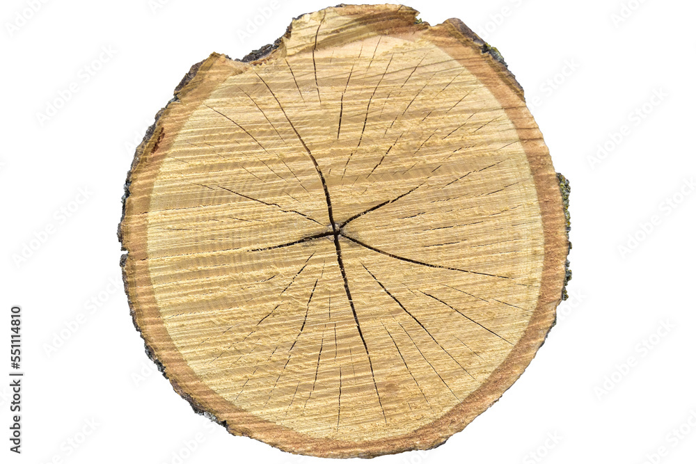 Big tree trunk slice cut from old wood isolated on white background. Textured surface with rings and cracks. Beautiful pattern of annual rings on cut of tree. Close-up. Selective focus. Big tree trunk slice cut from old wood isolated on white background. Textured surface with rings and cracks. Beautiful pattern of annual rings on cut of tree. Close-up. Selective focus.