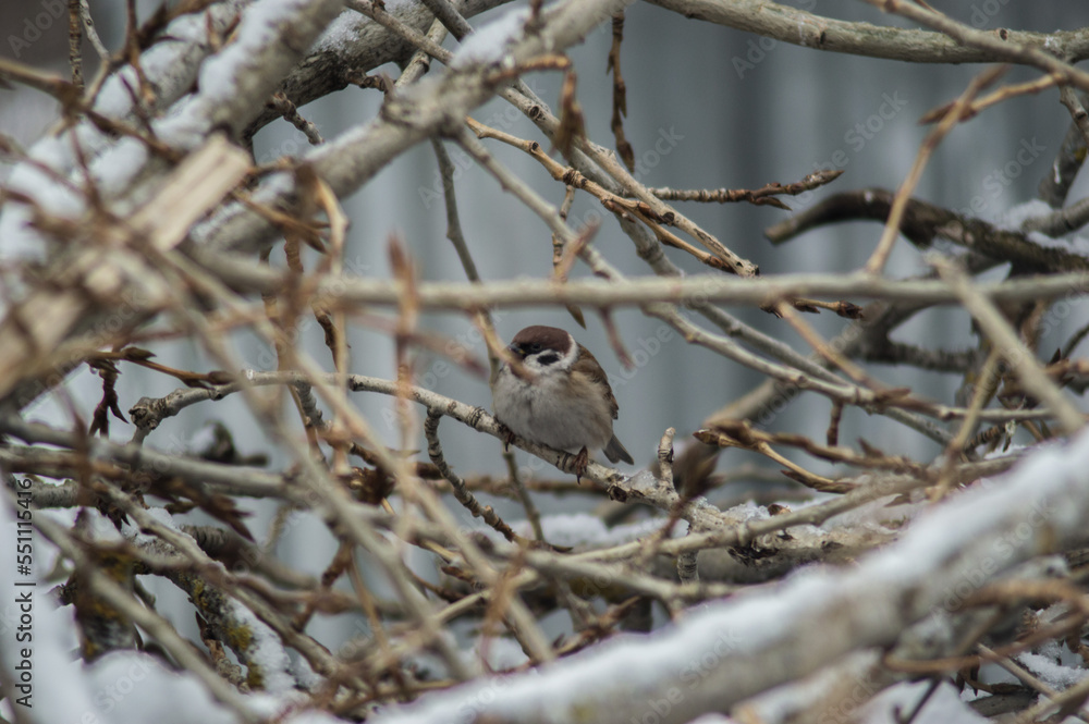 a closeup shot of beautiful bird on a snowy forest background a closeup shot of beautiful bird on a snowy forest background