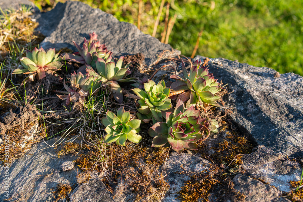Little succulent plants growing on a stone outdoors Little succulent plants growing on a stone outdoors