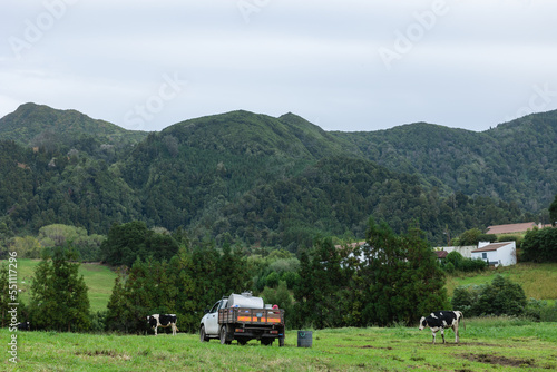 Lots of Cows in Sao Miguel, Azores, Portugal