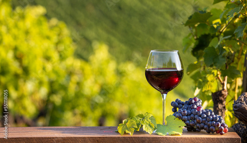 Verre de vin rouge et grappe de raisin noir dans les vignes au soleil. photo