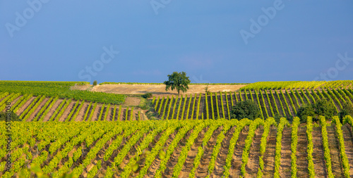 Vignoble en France dans les coteaux de l'Anjou. © Thierry RYO