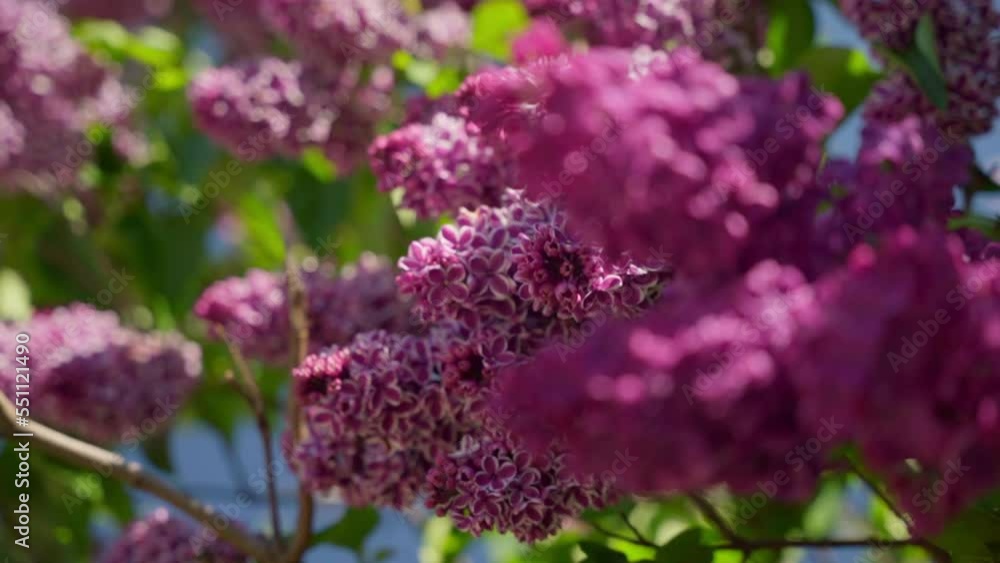 Beautiful fresh branches of a lilac bush. Beautiful fresh branches of a lilac bush.