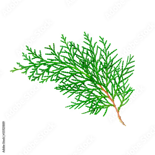 Juniper branch isolated on white background. Coniferous trees, winter, Christmas