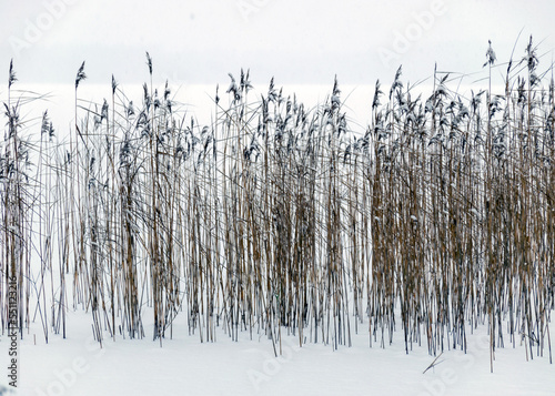 gray foggy winter landscape, falling snow blurred background, silhouette of reeds in fog