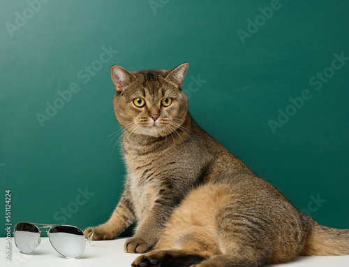 Adult straight-eared Scottish cat on the background of a green chalk board