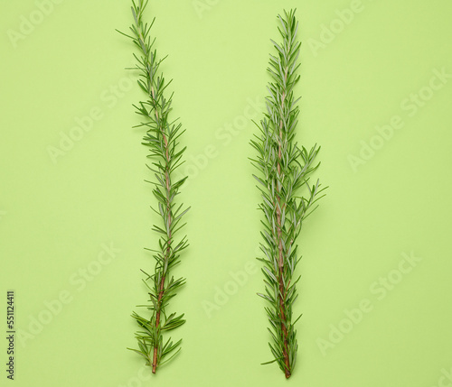 Fresh branches of rosemary with green leaves on a green background. Spice for meat