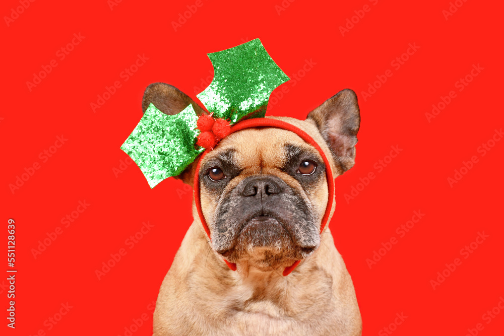 Fawn colored French Bulldog dog with Christmas mistletoe headband on red background