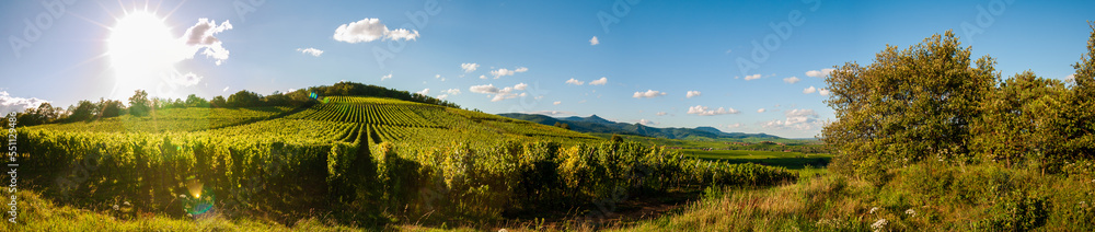 Rangées de vigne au pied du Mont de Sigolsheim, espace Natura 2000, CEA, Alsace, Grand Est, Vosges, France
