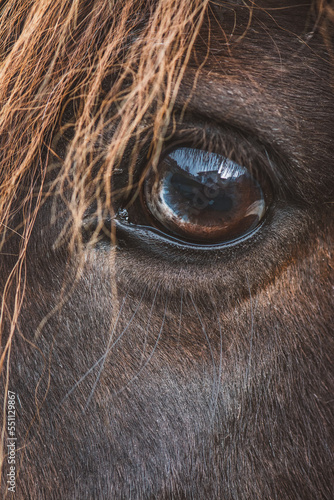 Pferd | Auge