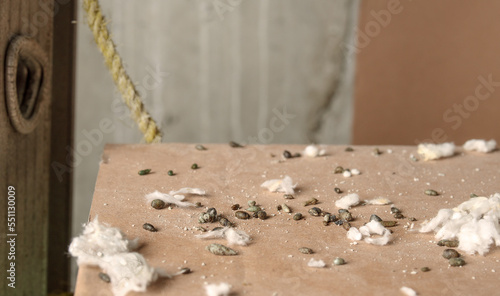 Lots of mice poop on cardboard box with ceiling insulation pieces. Close up of many rodent droppings in service room, showing massive mice infestation in building. Selective focus. photo