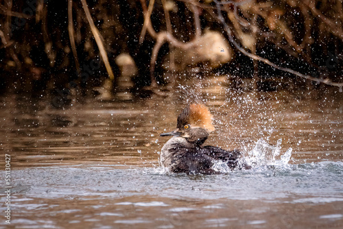 hooded merganser, lophodytes cucullatus,female reddish-brown hoopoe diving duck photo