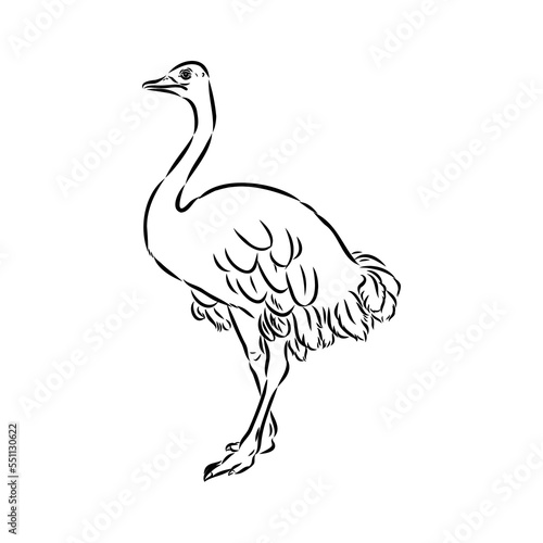 ostrich hand drawn vector animal illustration ostrich vector