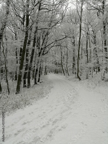 Icy way with trees covered with snow in the forest in Lovos in Czech photo