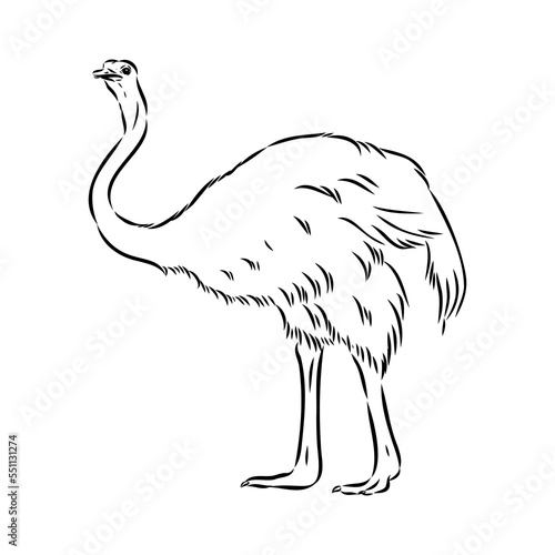 ostrich hand drawn vector animal illustration ostrich vector