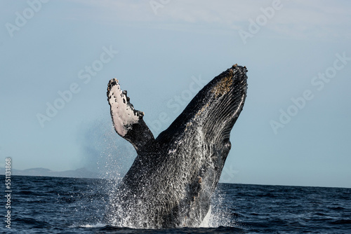 Humpback whales breaching, jumping out of the water in Mexico