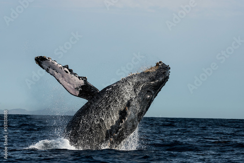 Humpback whales breaching, jumping out of the water in Mexico © Rui