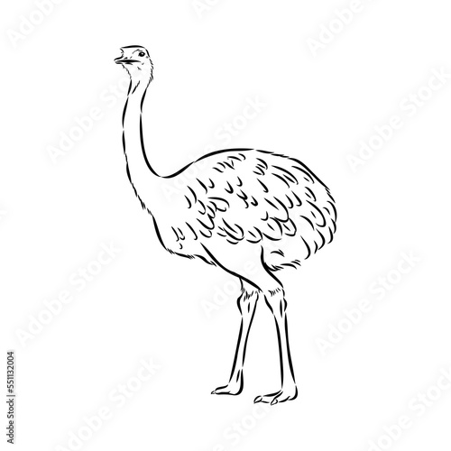 ostrich hand drawn vector animal illustration ostrich vector