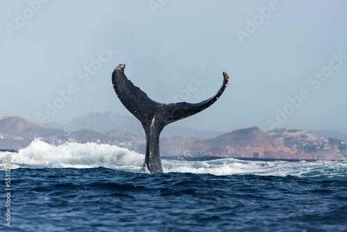 Humpback whale tail in the Sea of Cortez, Mexico photo