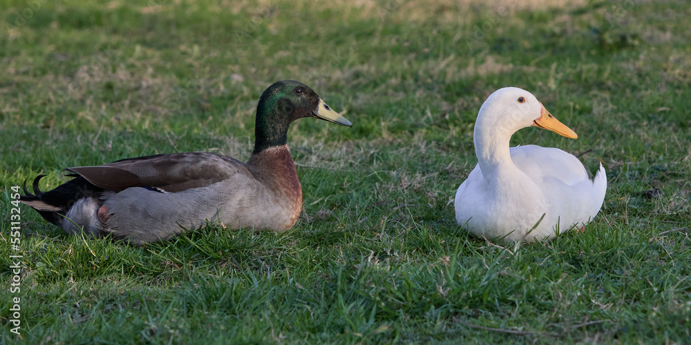 Fototapeta premium White and brown Indian runner ducks rest in grass