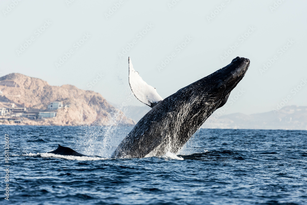 Fototapeta premium Humpback whales breaching, jumping out of the water in Mexico