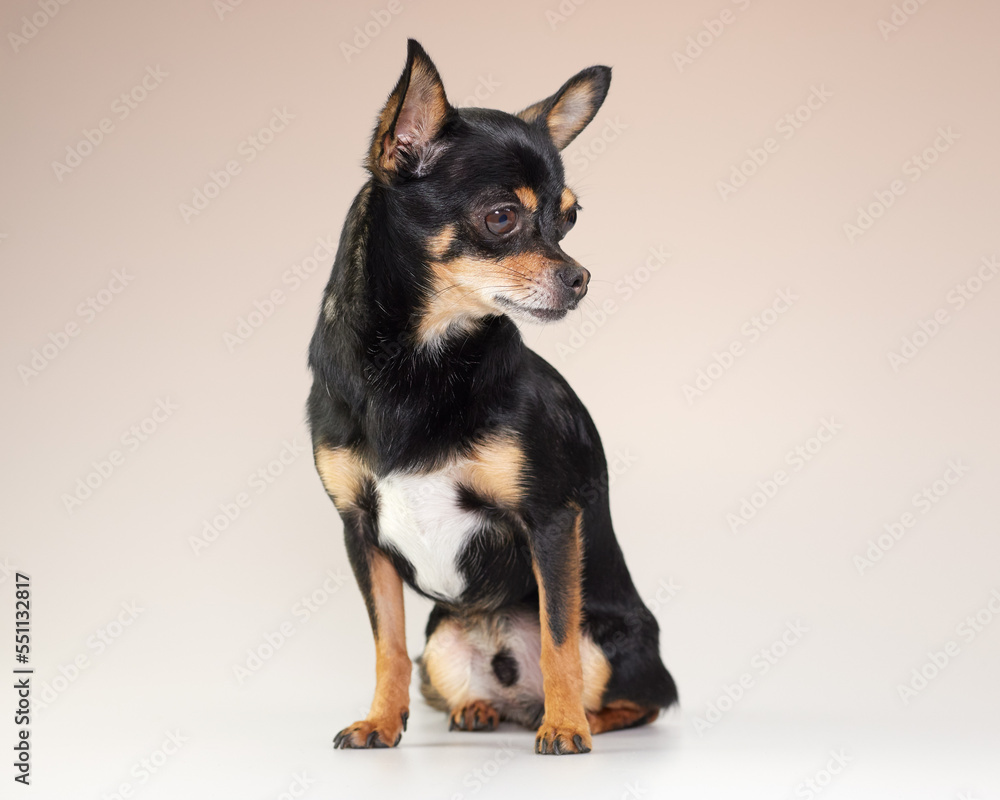 Young black chihuahua in studio isolated