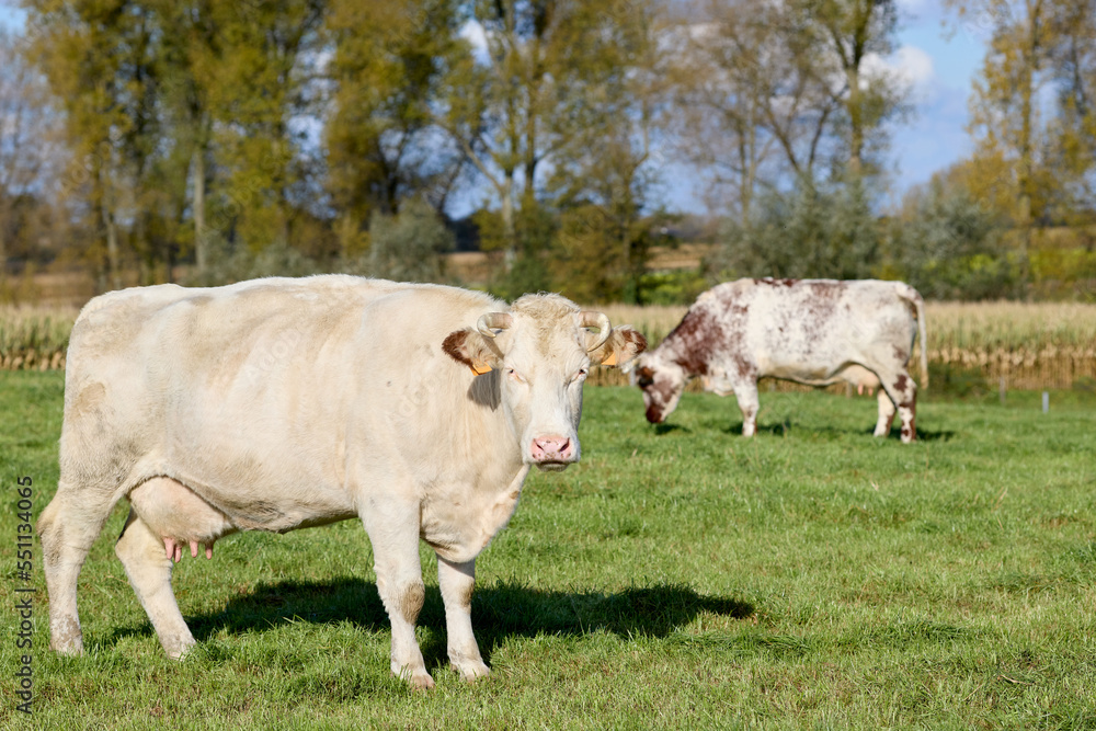 Cows in the meadow 