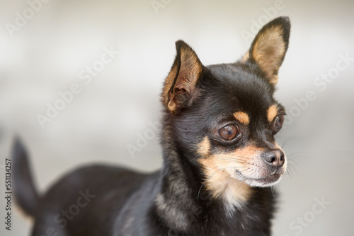 Portrait of young black chihuahua in studio © erwin