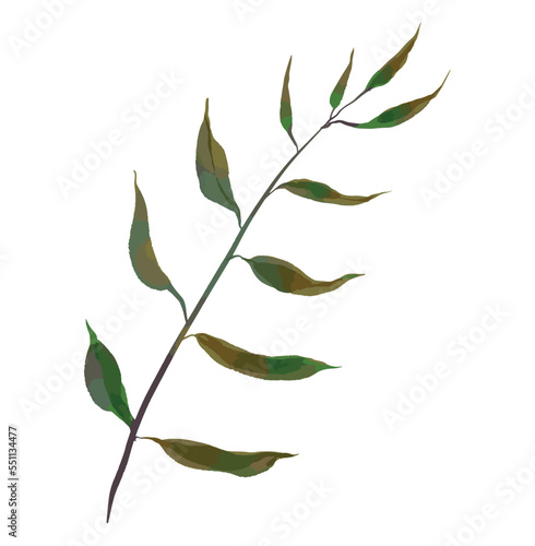 watercolor flower illustration green leaf branch collection for still life wedding background greetings Fashion wallpaper, eucalyptus, olive, green leaves, etc.