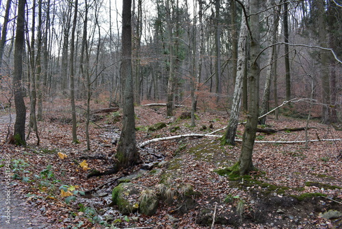 Harz-Wald-Berge-Wanderung-Waldwege-Herbst-Winter-Natur
