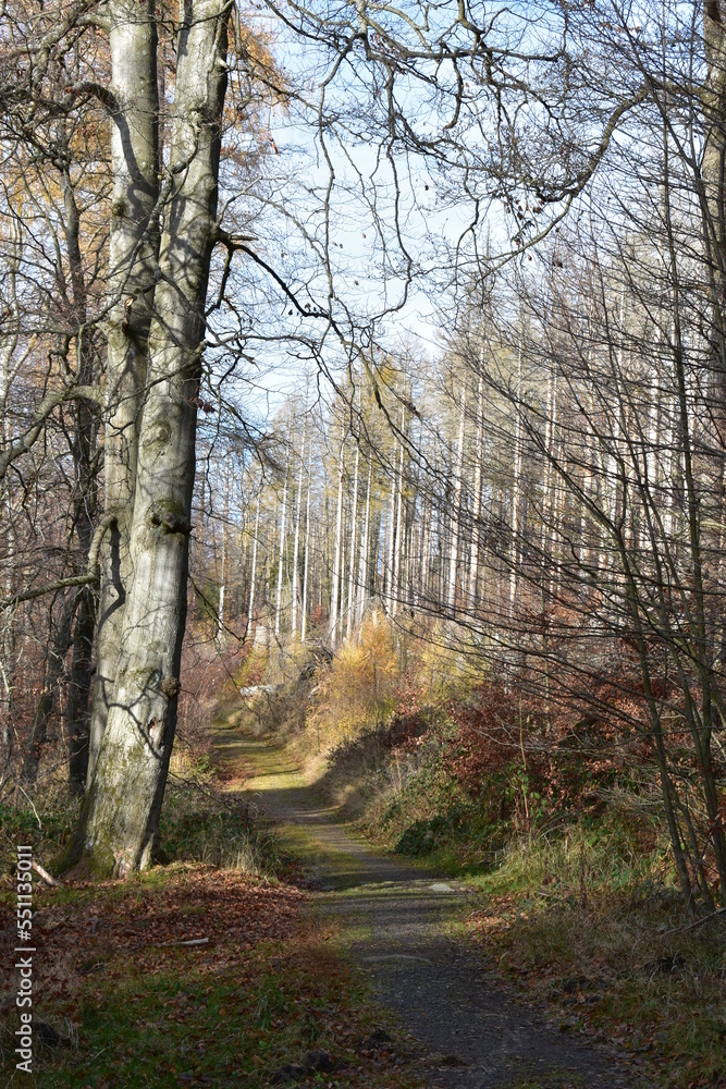 Harz-Wald-Berge-Wanderung-Waldwege-Herbst-Winter-Natur