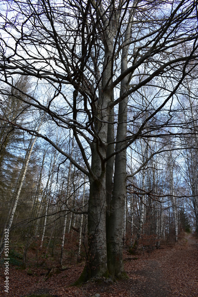 Harz-Wald-Berge-Wanderung-Waldwege-Herbst-Winter-Natur Harz-Wald-Berge-Wanderung-Waldwege-Herbst-Winter-Natur