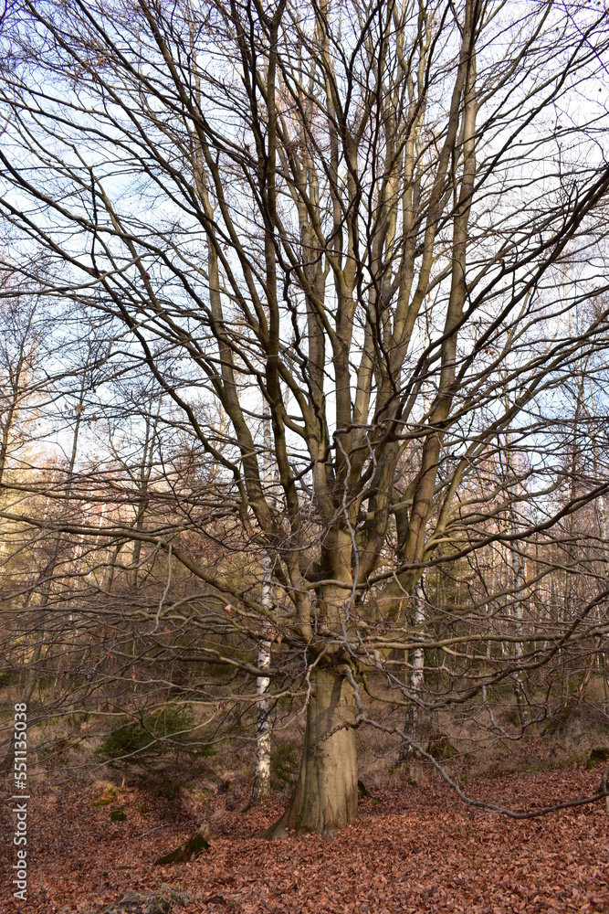 Harz-Wald-Berge-Wanderung-Waldwege-Herbst-Winter-Natur Harz-Wald-Berge-Wanderung-Waldwege-Herbst-Winter-Natur
