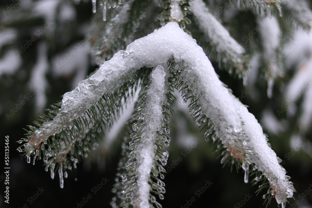 snow covered branches snow covered branches