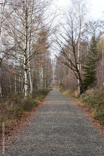 Harz-Wald-Wanderung-Natur-Herbst-Winter-Waldwege-Berge-Bad Harzburg