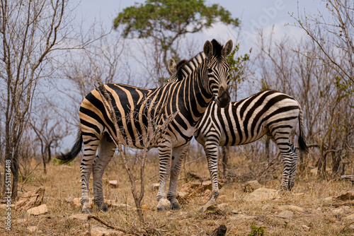 Burchell s or Plains Zebra in Africa   safari trip