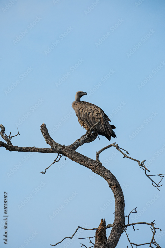 Vulture, White-backed, Gyps africanus, perched on a branch with its wings slightly open. Kruger National Park Vulture, White-backed, Gyps africanus, perched on a branch with its wings slightly open. Kruger National Park