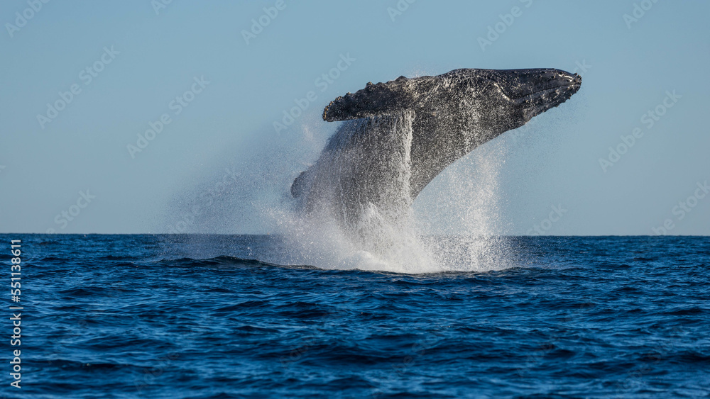 Fototapeta premium Humpback whales around the waters of Mexico
