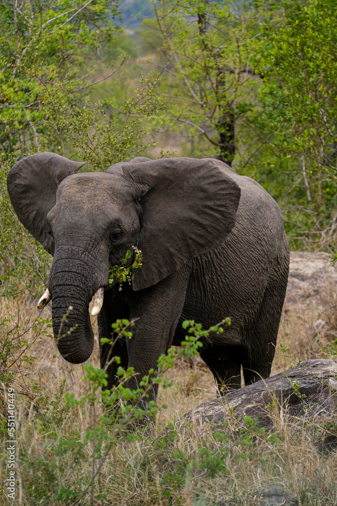 Fototapeta premium elephant portrait