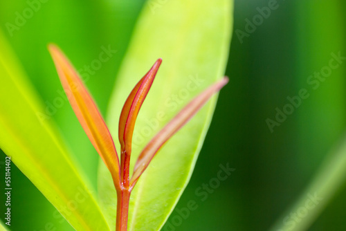 Close Up Leaf Australian Rose Apple in the garden.