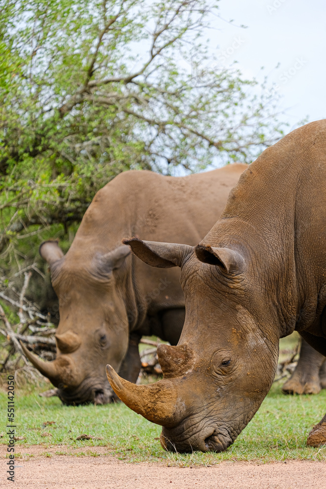 Fototapeta premium A white rhino rhinoceros grazing in an open field in South Africa